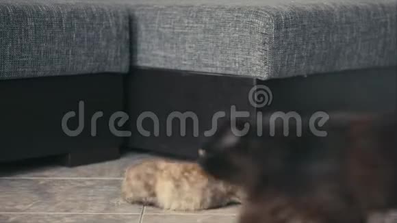 三只彩色猫在沙发附近的地板上玩耍视频的预览图