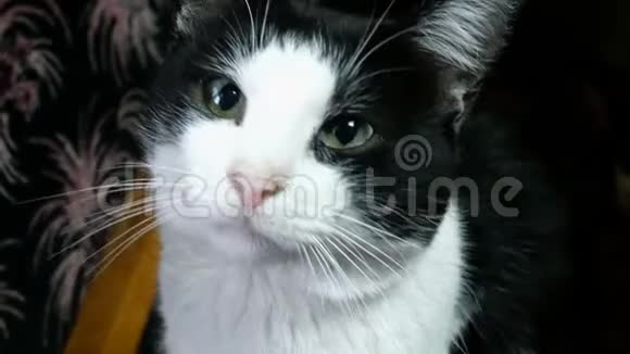 家猫黑白相间特写镜头视频的预览图