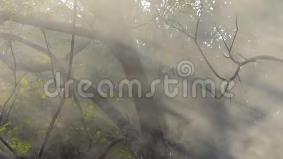 烟和阳光透过树叶照耀视频的预览图