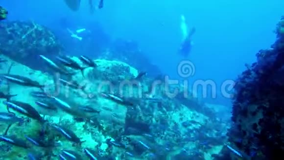 游过一群黑蓝的鱼上面有潜水员视频的预览图