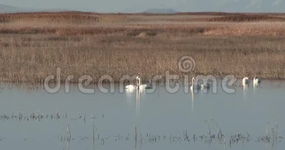 犹他州的苔原天鹅在水中移动视频的预览图