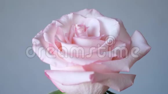 灰色背景的粉色玫瑰花排列视频的预览图