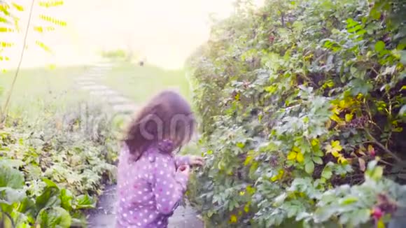 在花园里收集野玫瑰浆果的小女孩视频的预览图