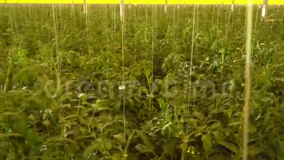 巨大的高科技温室种植着大量的西红柿视频的预览图