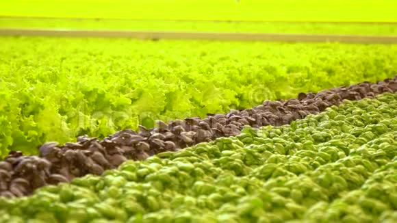 有一排菠菜罗勒菜和生菜的温室视频的预览图