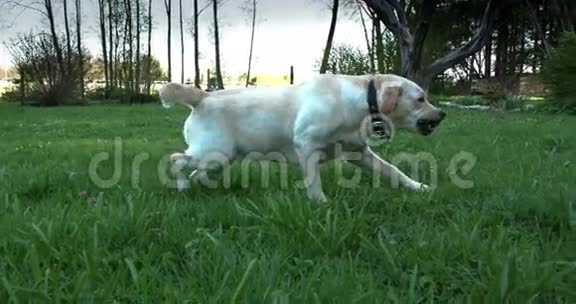 一只拉布拉多犬嘴上放着一个小球视频的预览图