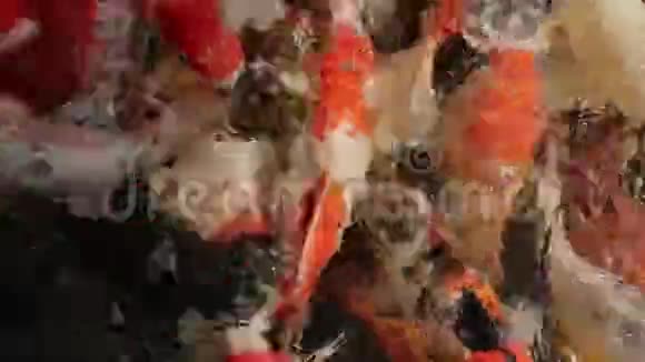 以清水养殖锦鲤鱼视频的预览图