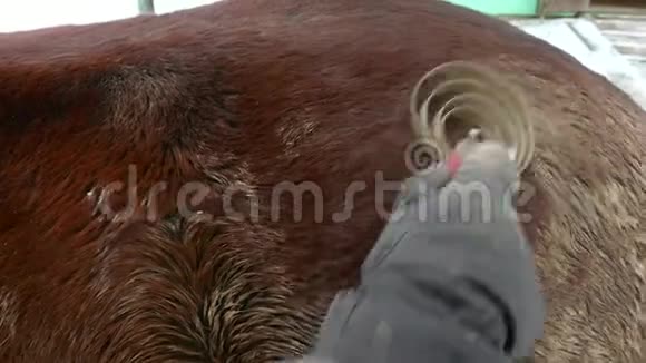 人拂泥马裘骑马后的动物训练农村农场动物视频的预览图