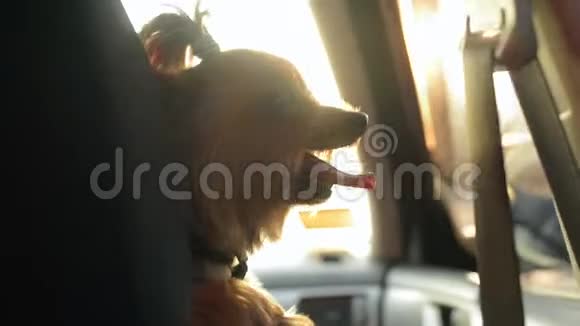 可爱的小狗约克郡梗享受在明亮阳光明媚的一天开车手持射击视频的预览图