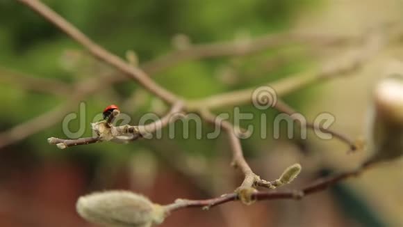 花园里的瓢虫慢慢地爬过白玉兰的枝条视频的预览图