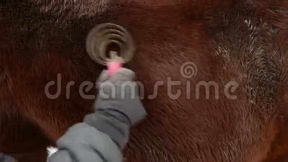 女人手里拿着手套刷着棕色泥泞的马背视频的预览图