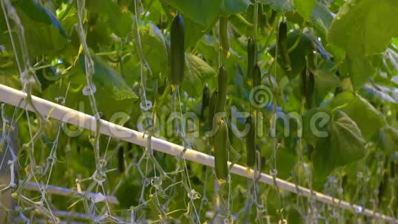 黄瓜挂在灌木丛上背景上有一根长管子视频的预览图
