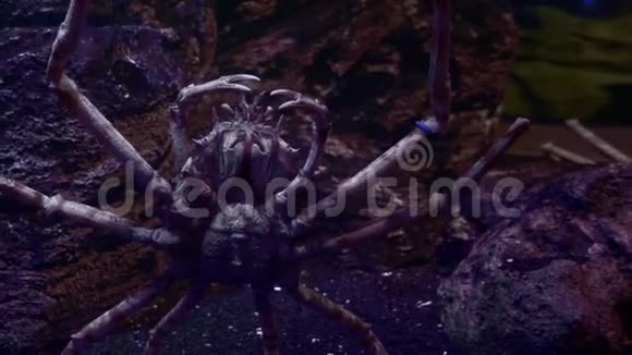 水下世界巨大的龙虾深在水底的黑暗中视频的预览图