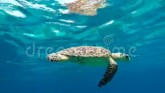 海龟游到水面用雷莫拉鱼呼吸空气视频的预览图