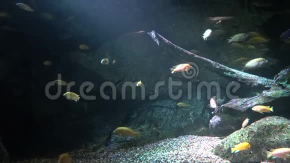 水下岩石附近的一群鱼在光线照射下视频的预览图