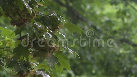在雨天的枫树倾盆大雨时水落在树枝上秋天的天气视频的预览图