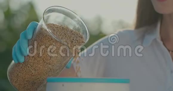 生物学家或农艺师对专业设备上的小麦种子进行分析视频的预览图