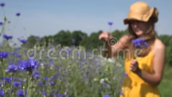 年轻的草药医生收集蓝色的花和气味花束4K视频的预览图