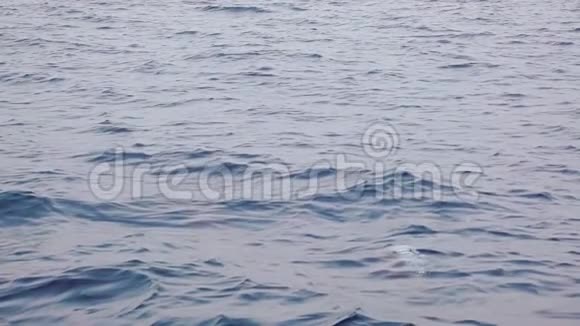 一群海豚在船附近跳跃慢动作视频的预览图