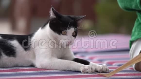 黑白猫慢动作玩干草视频的预览图