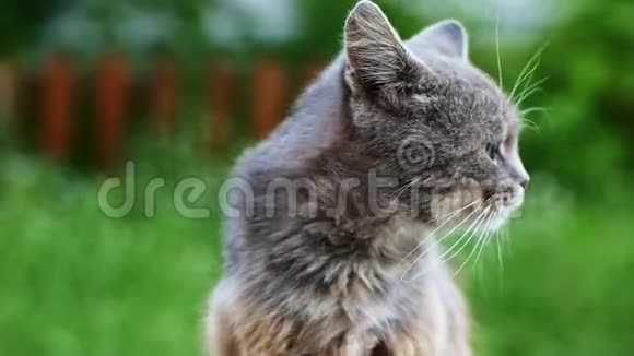 无家可归的灰猫在街上舔羊毛生病的不开心和肮脏视频的预览图