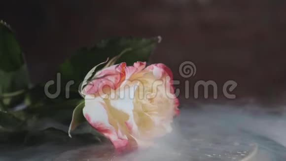 一朵美丽的冰冻玫瑰慢吞吞地吸着烟视频的预览图