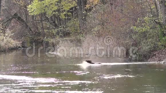 一只狗跳进水里视频的预览图