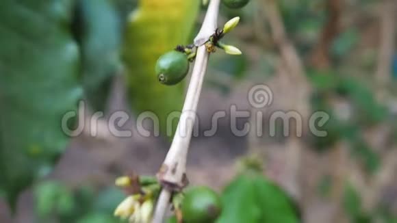 把未成熟的咖啡豆放在咖啡枝上把亚洲的有机农业植物把未成熟的咖啡豆放在树上视频的预览图