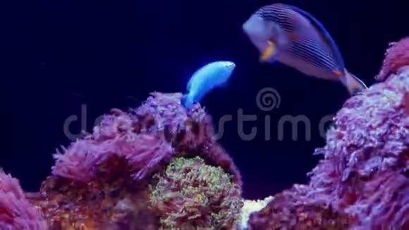 水下世界好多鱼珊瑚礁方布莱尼视频的预览图