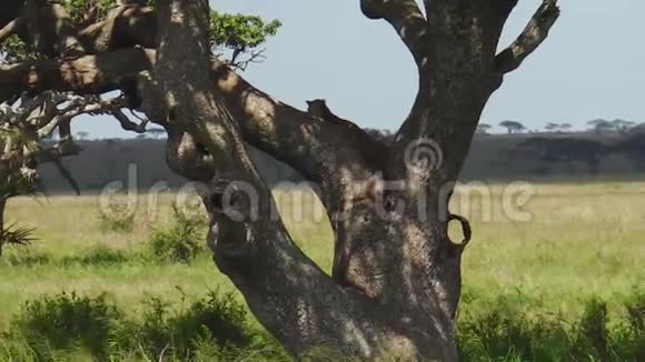 在塞伦盖蒂树上的豹崽视频的预览图