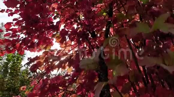 秋天的树叶红橙色的飘落的树在风中飘落视频的预览图