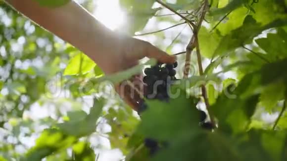 用手在葡萄树上摘葡萄视频的预览图