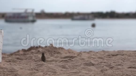 小麻雀在靠近大海的海滩上缓慢地飞行视频的预览图