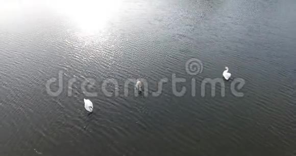 荷兰湖中天鹅的空中拍摄视频的预览图