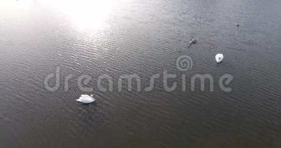 荷兰湖中天鹅的空中拍摄视频的预览图