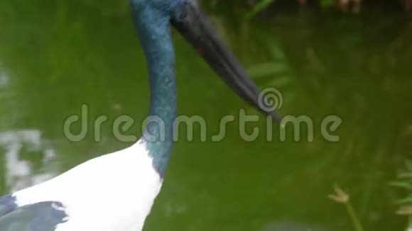 一只伊比斯鸟在散步视频的预览图