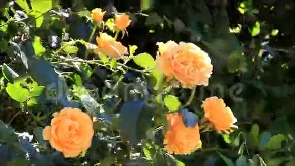 黄玫瑰在灌木上视频的预览图