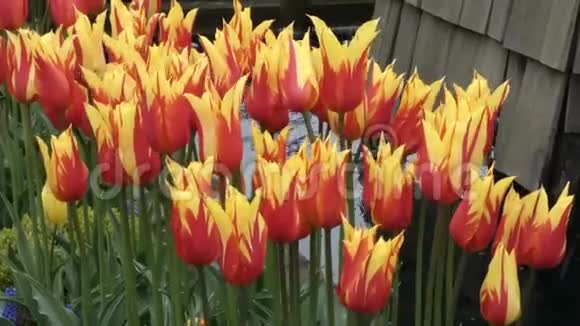 盛开的红色和黄色郁金香花瓣视频的预览图