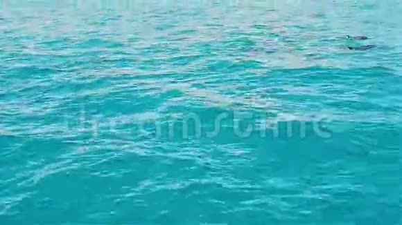 海豚在蓝色的大海里游泳视频的预览图