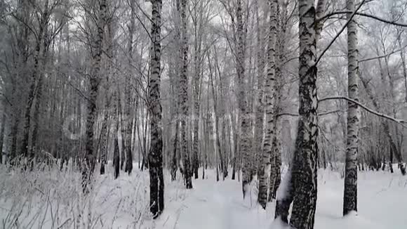 新西伯利亚冬季白桦林树上覆盖着雪视频的预览图