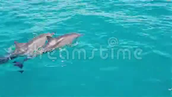 海豚在蓝色的大海里游泳视频的预览图