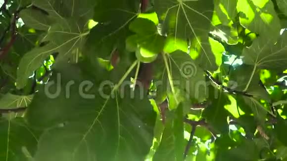 树上的小无花果在树叶间树枝上未成熟的果实视频的预览图