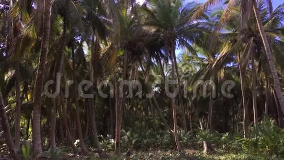 丛林棕榈林热带自然视频的预览图