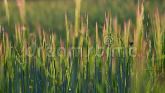 日落时的小麦穗视频的预览图