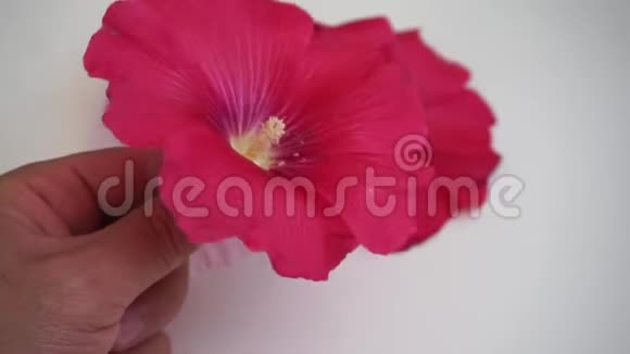 药用木槿花品种马夫科白色粉红色和红色木槿花视频的预览图
