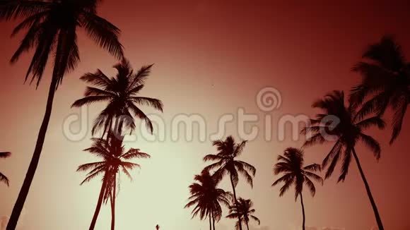红色黎明海岸黄色太阳和棕榈树背景视频的预览图