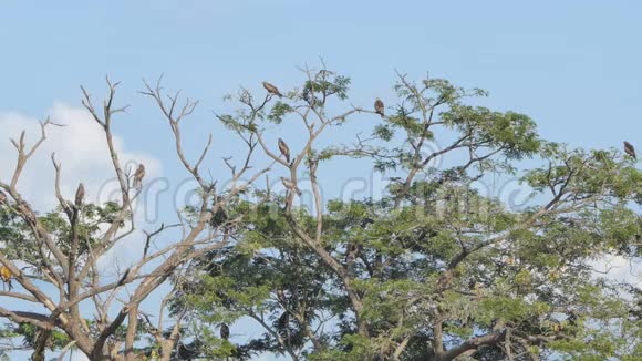 热带雨林中的红山鹰栖息树视频的预览图
