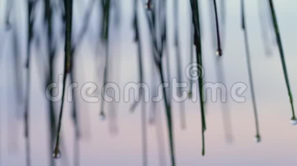 一大片迷你竹子视频的预览图