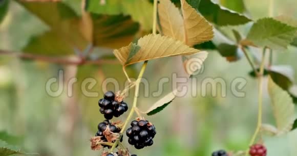新鲜的黑莓水果在树枝上视频的预览图