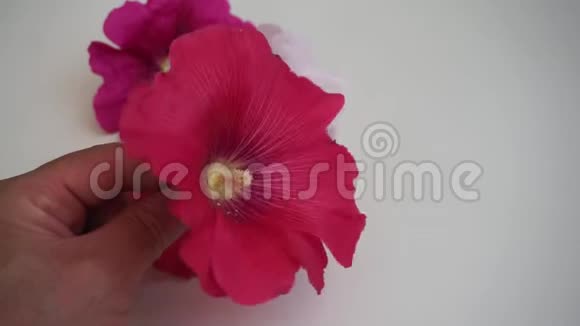 药用木槿花品种科白色粉红色和红色木槿花视频的预览图
